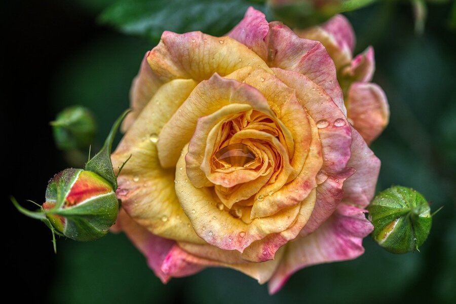 Yellow & Pink Rose Flower Closeup Photograph Print 100% Australian Made