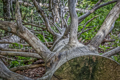 Fallen Tree Closeup Photograph Print 100% Australian Made