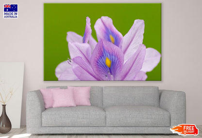 Purple Eichhornia Crassipes Flower Closeup Photograph Print 100% Australian Made