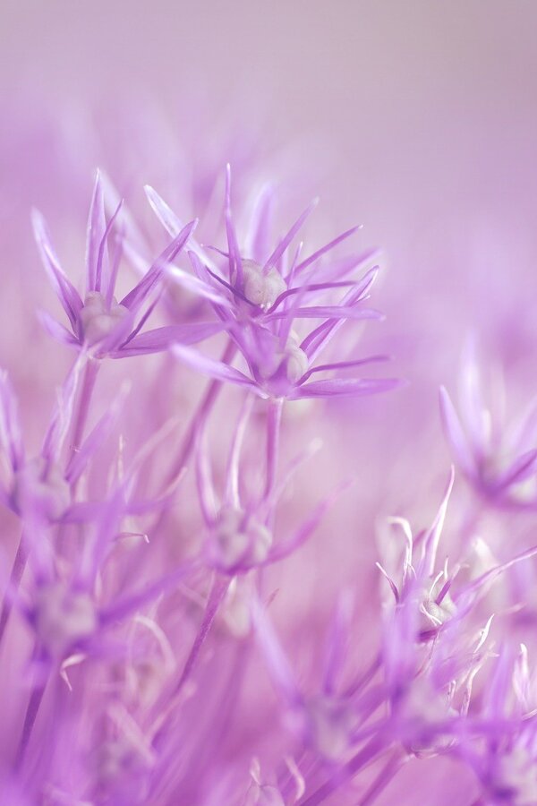 Purple Garlic Flowers Closeup Photograph Print 100% Australian Made