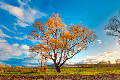 Bella Home Autumnal Tree in a Field Print Canvas Ready to hang