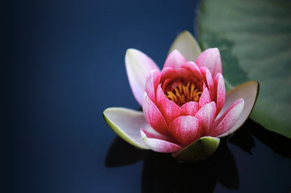Pink Lotus Flower Closeup Photograph Print 100% Australian Made