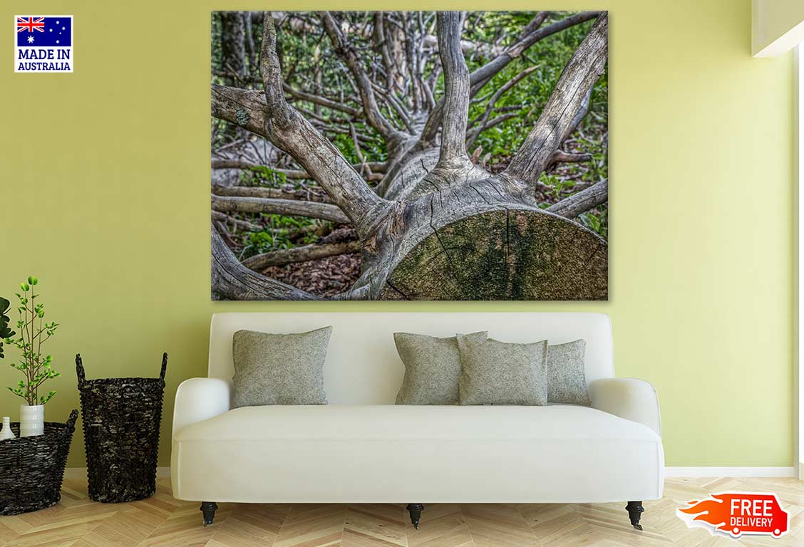 Fallen Tree Closeup Photograph Print 100% Australian Made