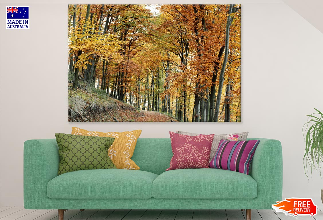 Maple Tree Forest Photograph Print 100% Australian Made