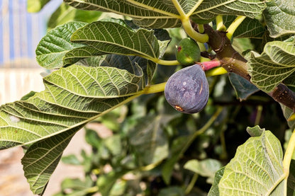 Fig Tree Branch Photograph Print 100% Australian Made