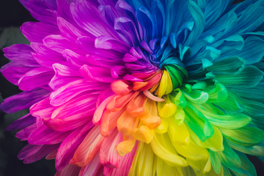 Rainbow Colored Daisy Flower View Photograph Print 100% Australian Made
