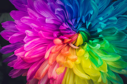 Rainbow Colored Daisy Flower View Photograph Print 100% Australian Made