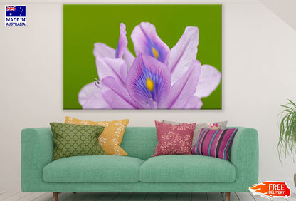 Purple Eichhornia Crassipes Flower Closeup Photograph Print 100% Australian Made