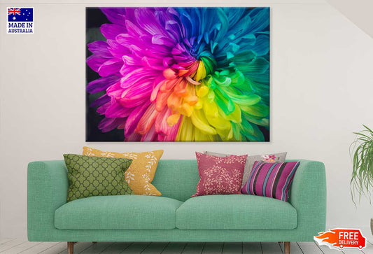 Rainbow Colored Daisy Flower View Photograph Print 100% Australian Made