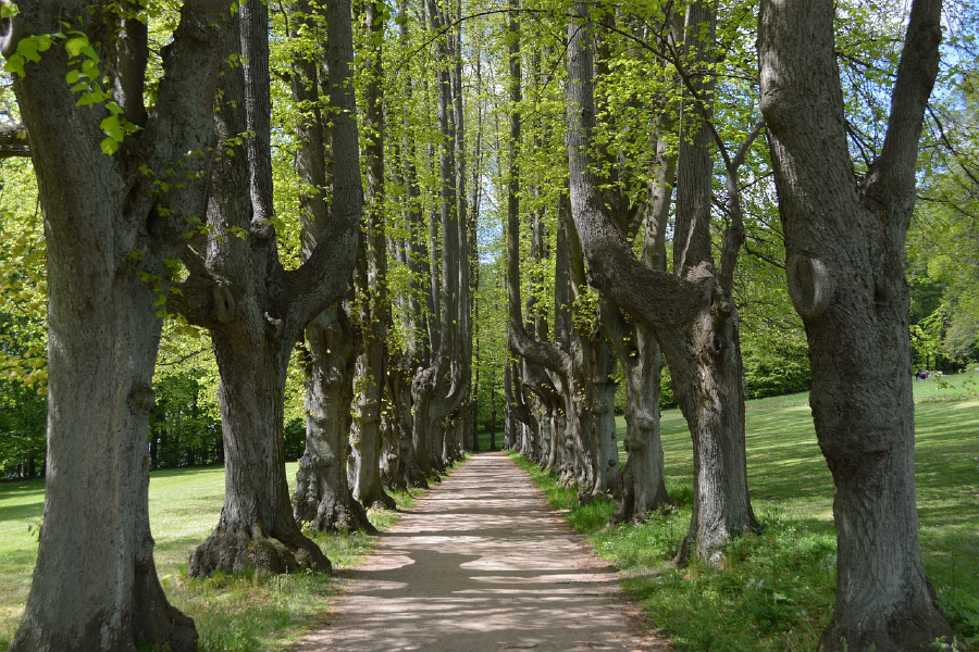 Tall Trees Row Along Road Photograph Print 100% Australian Made