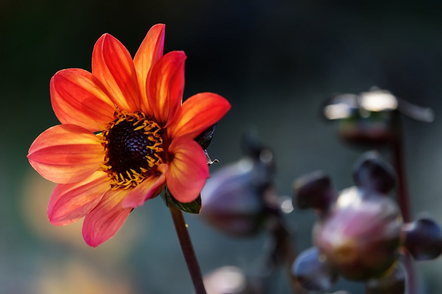 Orange Dahlia Flower Closeup Photograph Print 100% Australian Made