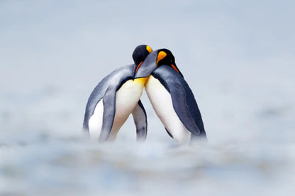 Penguins Closeup Photograph Home Decor Premium Quality Poster Print Choose Your Sizes