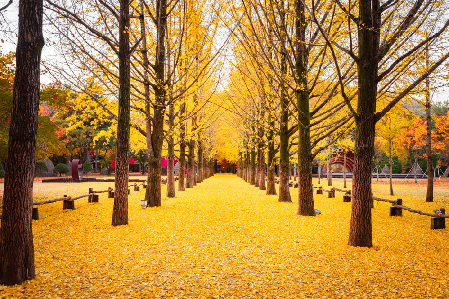 Yellow Autumn Trees & Garden Scenery Photograph Print 100% Australian Made