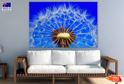 Dandelion Closeup Photograph Print 100% Australian Made