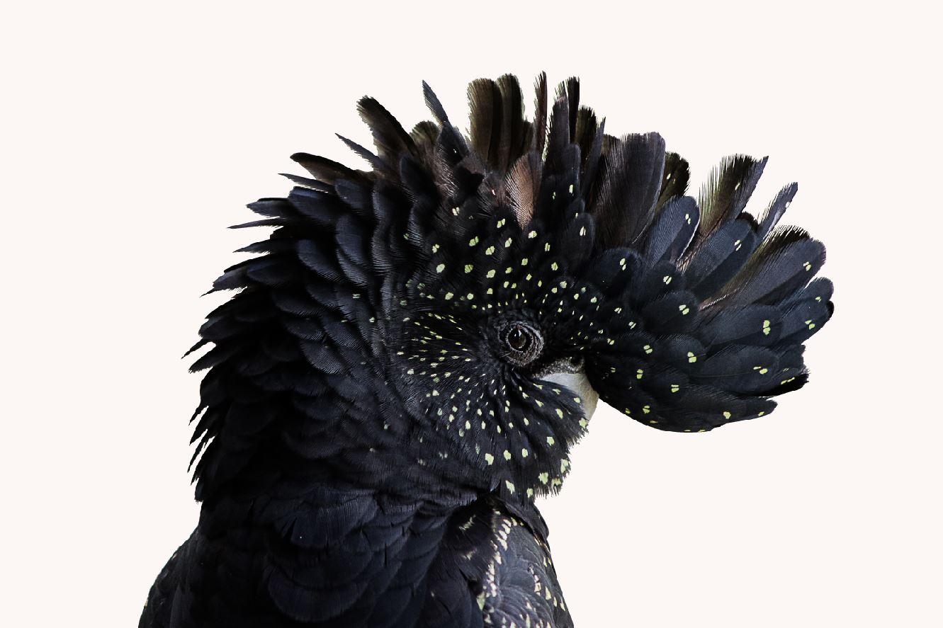 Black Cockatoo Bird Closeup View Photograph Print 100% Australian Made