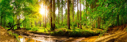 Panoramic Canvas Forest Tree Sunlight Scenery Photograph High Quality 100% Australian Made Wall Canvas Print Ready to Hang