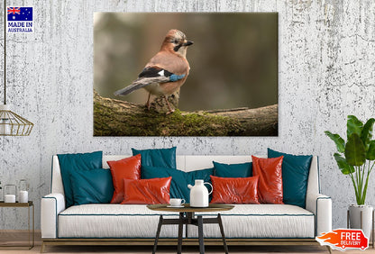 Eurasian Jay Bird Closeup View Photograph Print 100% Australian Made