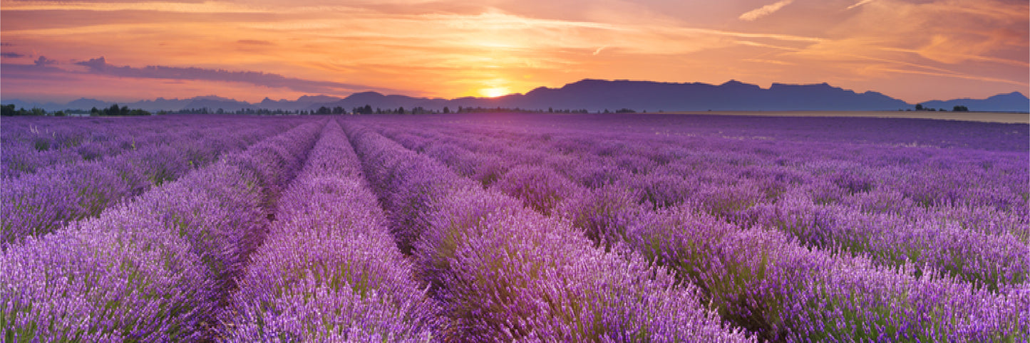 Panoramic Canvas Lavender Field Sunset View High Quality 100% Australian made wall Canvas Print ready to hang