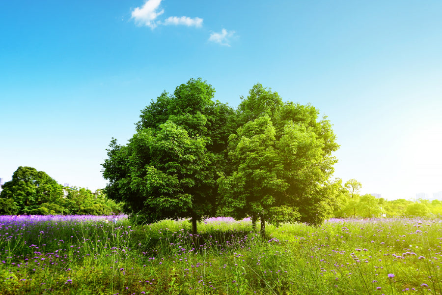 Trees on Grass Field & Blue Sky Photograph Home Decor Premium Quality Poster Print Choose Your Sizes