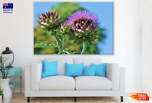 Artichoke Flowers Closeup Photograph Print 100% Australian Made