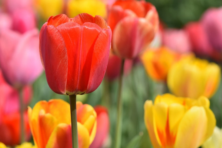 Red Tulip Flower Closeup Photograph Print 100% Australian Made
