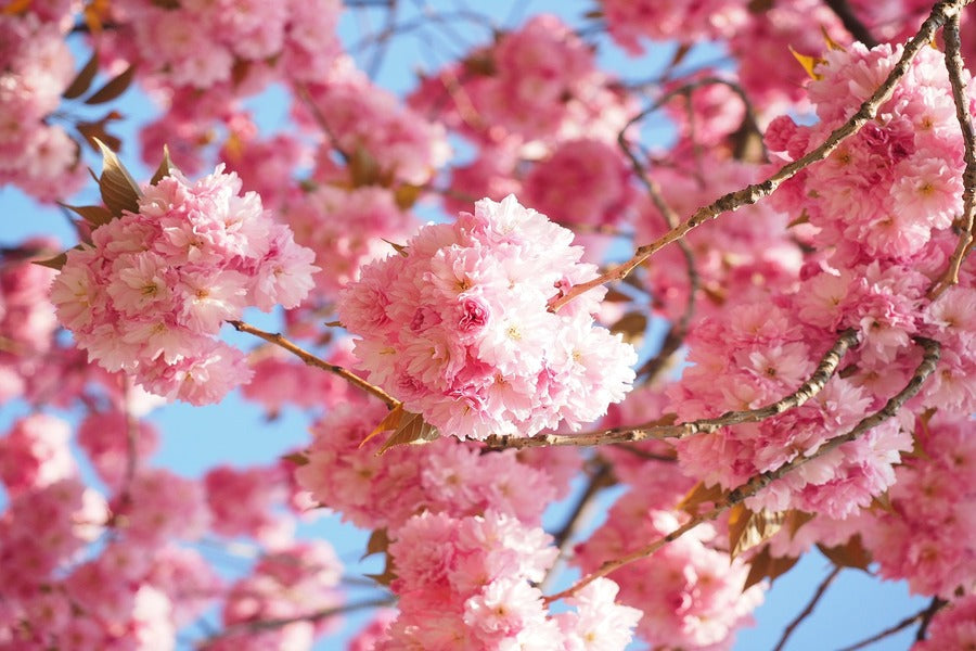 Cherry Blossom Flowers Closeup Photograph Print 100% Australian Made