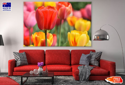 Red Tulip Flower Closeup Photograph Print 100% Australian Made