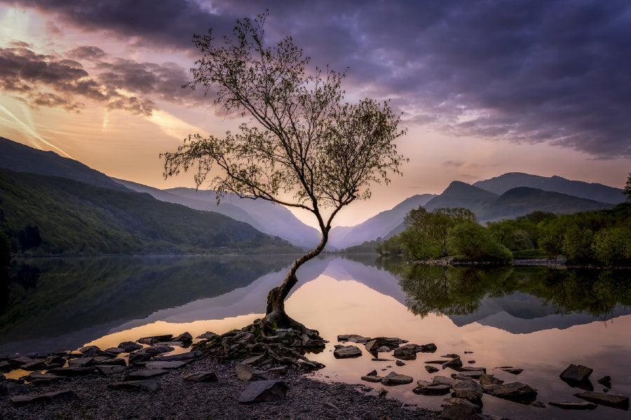 Alone Tree on Lake Sunset Scenery Photograph Print 100% Australian Made