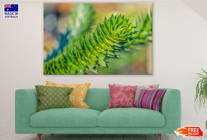 Araucana Chile Pine Tree Closeup Photograph Print 100% Australian Made