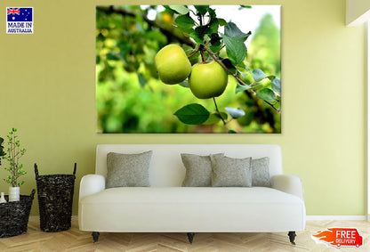 Green Apple on Tree Closeup Photograph Print 100% Australian Made