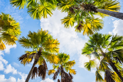 Palm Trees & Sky View From Below Print 100% Australian Made