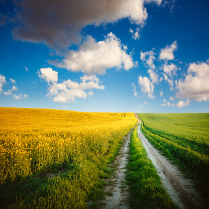 Square Canvas Yellow Flowers Field Pathway High Quality Print 100% Australian Made