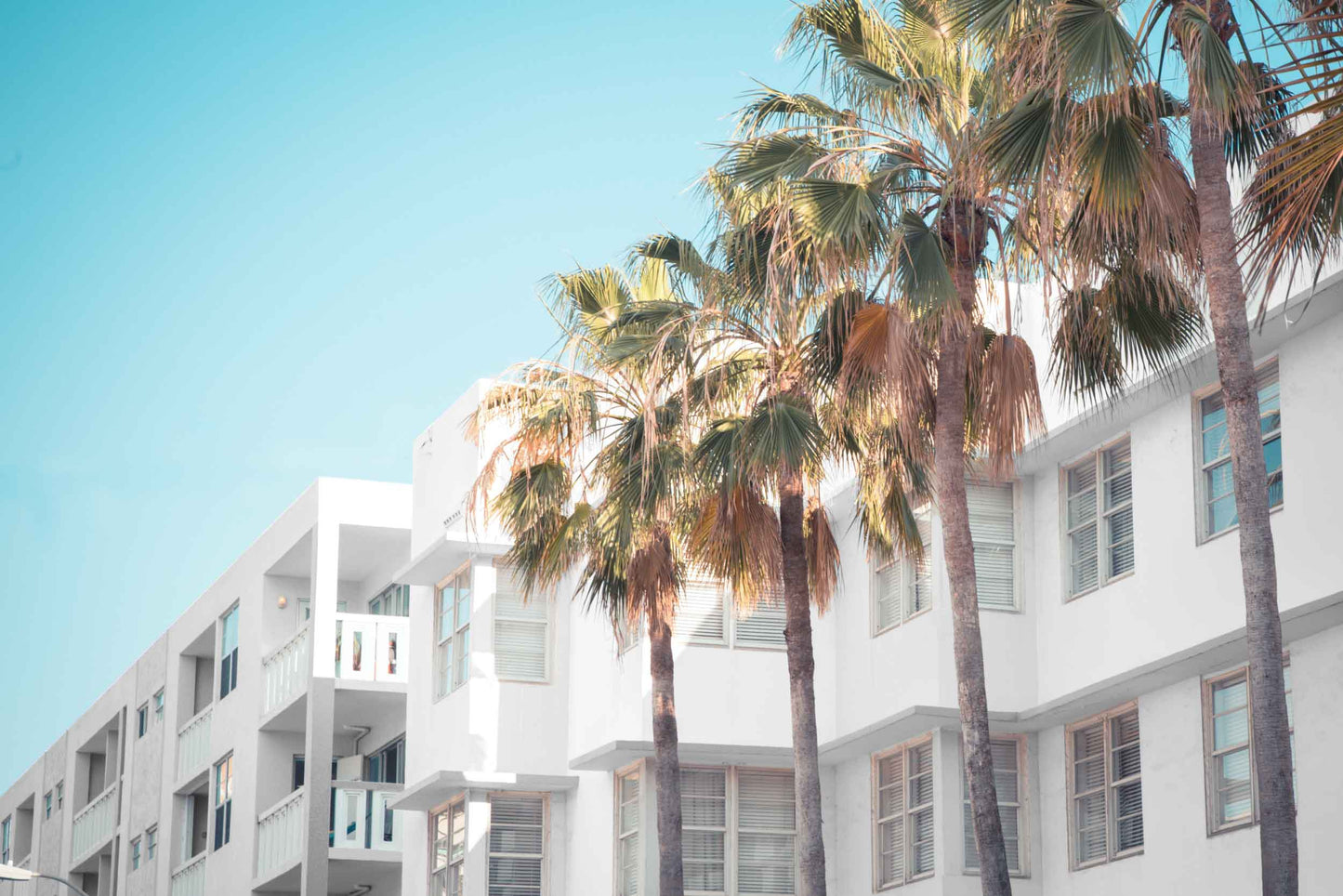 Palm Trees near White Building View Photograph Print 100% Australian Made