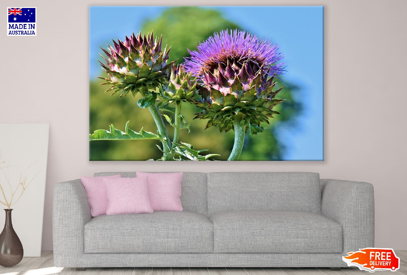 Artichoke Flowers Closeup Photograph Print 100% Australian Made