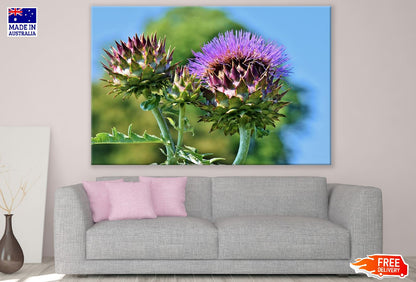 Artichoke Flowers Closeup Photograph Print 100% Australian Made