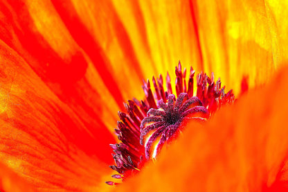 Poppy Flower Closeup View Photograph Print 100% Australian Made