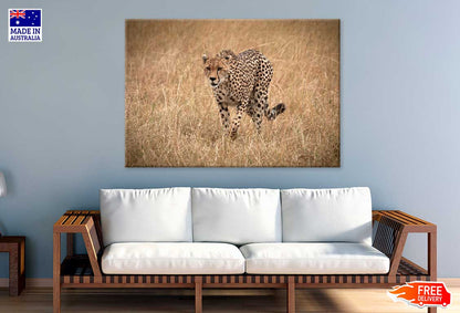 African Cheetah on Landscape View Photograph Print 100% Australian Made