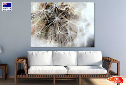Dandelion Closeup View Photograph Print 100% Australian Made