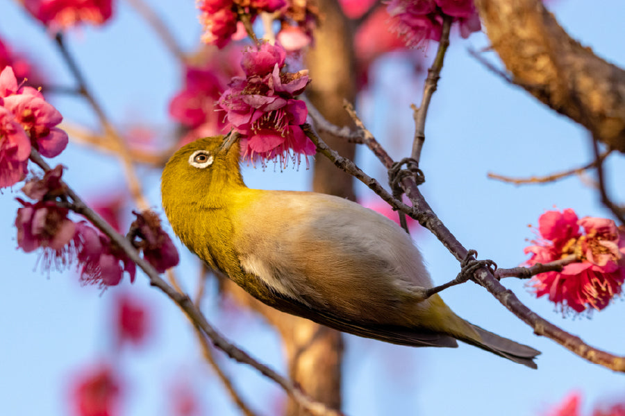 Red Plum Flower & White Eye Bird Photograph Print 100% Australian Made