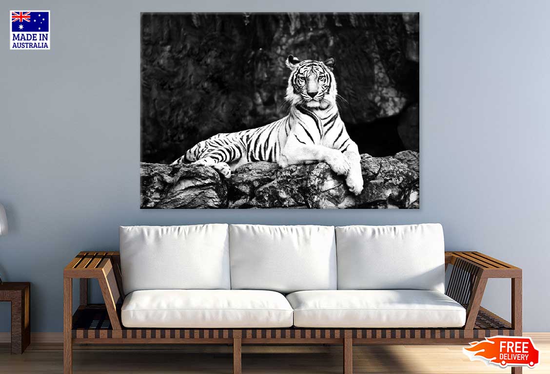 Tiger on Tree Branch B&W View Photograph Print 100% Australian Made