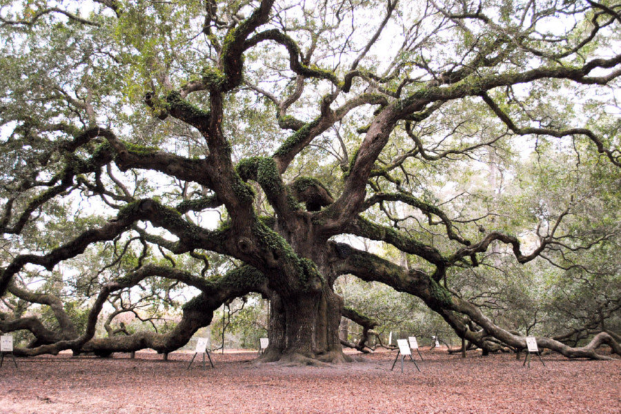 Angel Oak Tree View Photograph in US Print 100% Australian Made