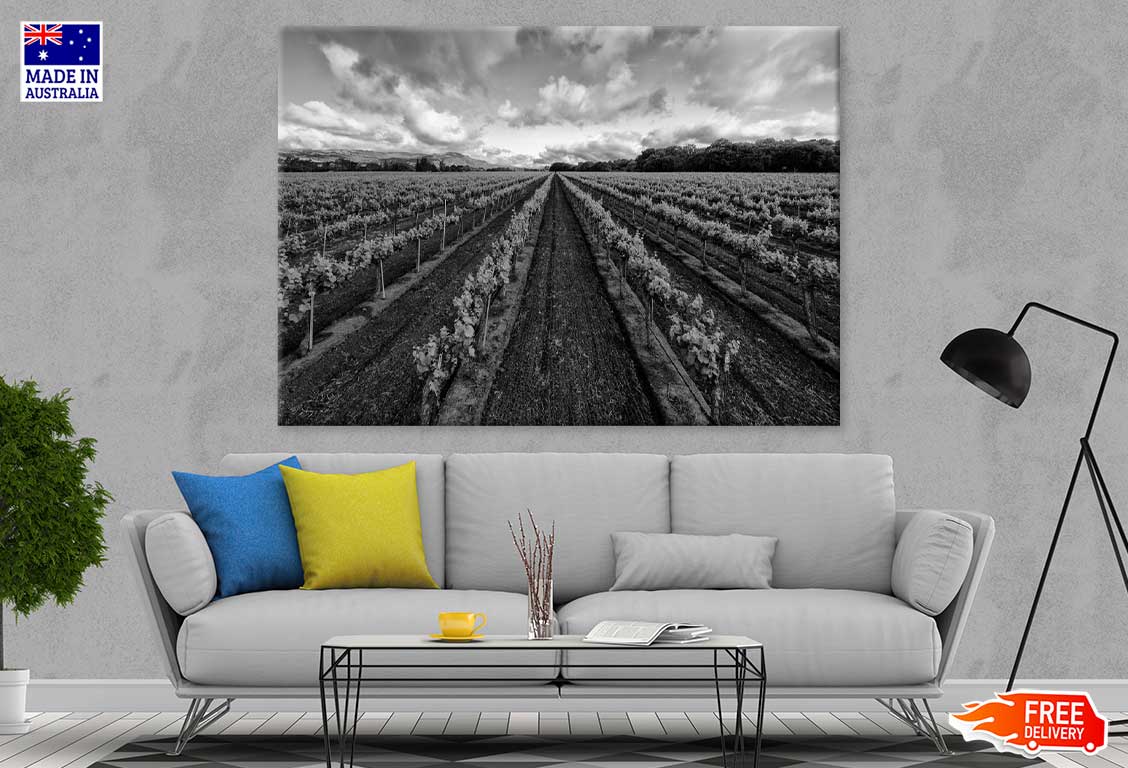 Vineyard View in Italy B&W Photograph Print 100% Australian Made