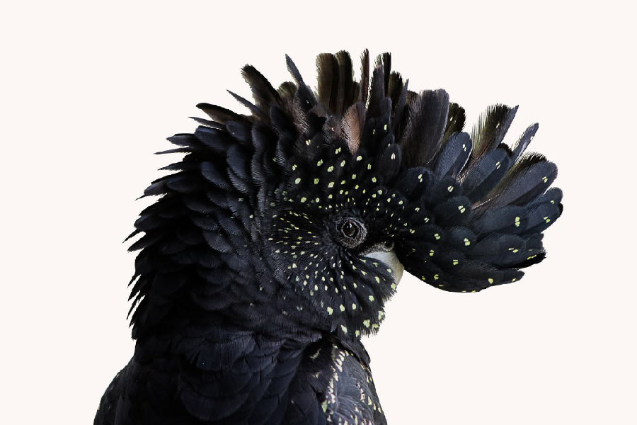 Black Cockatoo Bird Closeup View Photograph Home Decor Premium Quality Poster Print Choose Your Sizes