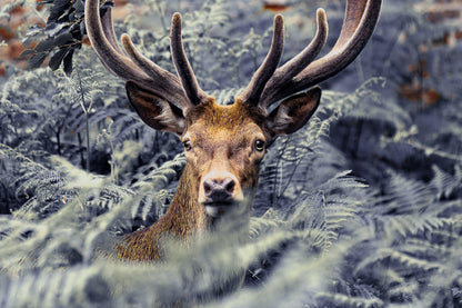 Trees Covered Deer Closeup View Photograph Print 100% Australian Made