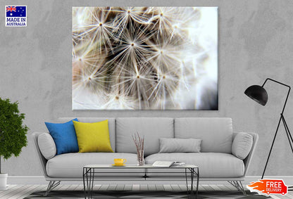 Dandelion Closeup View Photograph Print 100% Australian Made