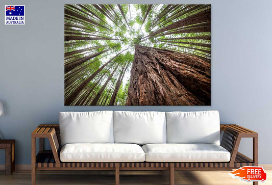 Large Trees View From Below View Photograph Print 100% Australian Made