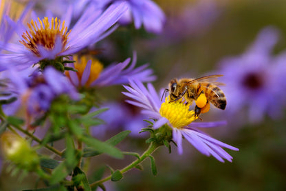 Bee on Purple Pollen Flower View Photograph Print 100% Australian Made