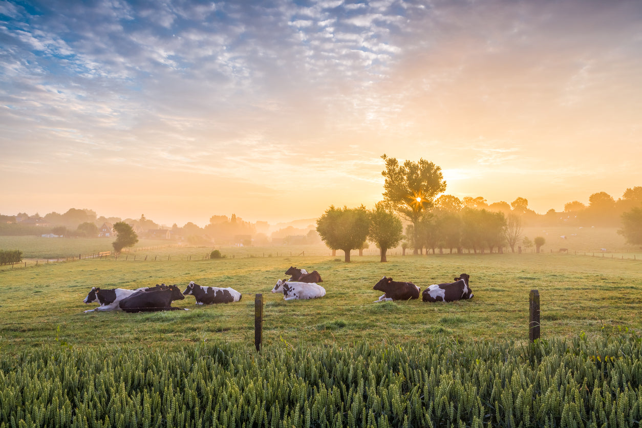 Cows in a Field View Photograph Print 100% Australian Made