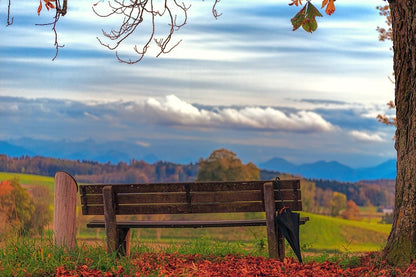 Lonely Bench Under Autumn Tree Photograph Print 100% Australian Made