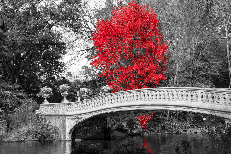 Red Autumn Tree with Bridge B&W Photograph Print 100% Australian Made